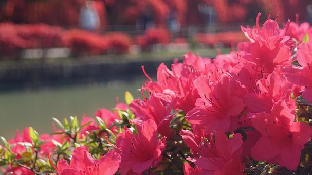 Photo, spring, azalea, it's beautiful, 