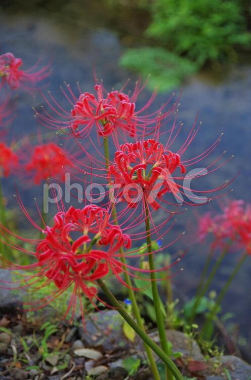 彼岸花の咲く川沿い 彼岸花,マンジュシャゲ,花の写真素材