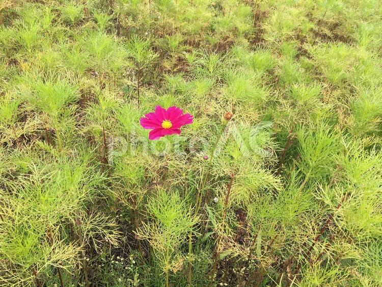 ひとりぼっちの花 ひとりぼっち,ぽつん,コスモスの写真素材