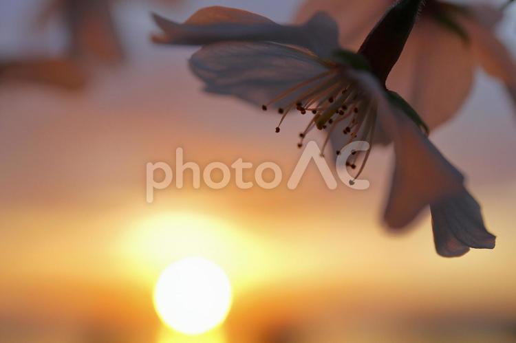 桜の花のアップと夕陽の背景 桜,花,シルエットの写真素材