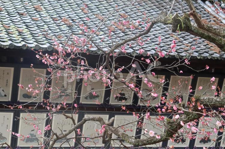 北野天満宮の紅梅 2月,早春,梅の写真素材