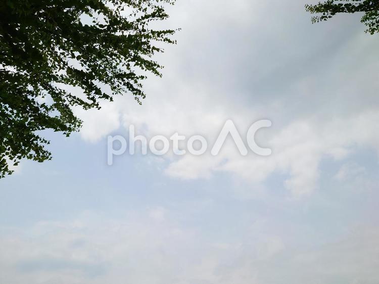 空と木のフレーム（コピースペース） 曇り空,木,フレームの写真素材