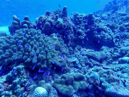 ハナゴイ他 ハナゴイ,魚の群れ,サンゴ礁の写真素材