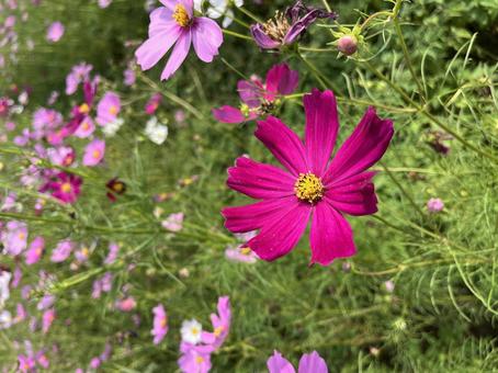Photo, cosmos, autumn cherry blossoms, flower, 