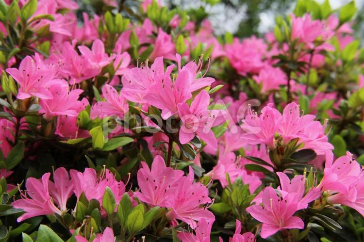 クルメツツジ 風景マクロ,クルメツツジ,花木の写真素材