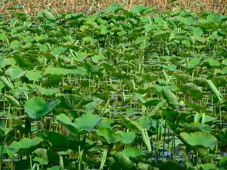 不忍池のハス 不忍池のハス 不忍池,東京都台東区上野公園,蓮池の写真素材