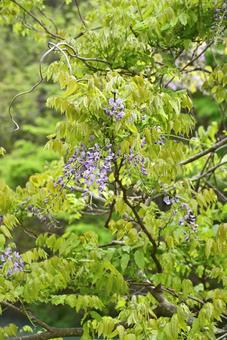 藤の花 藤の花 藤の花,初夏,藤の写真素材