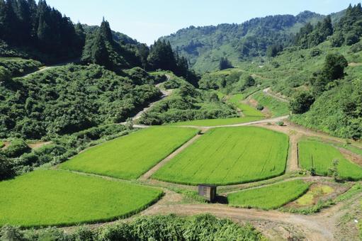 夏の棚田 夏の棚田 棚田,水田,田んぼの写真素材