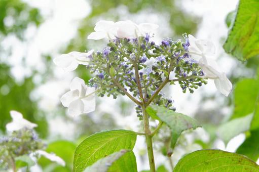 アジサイの写真