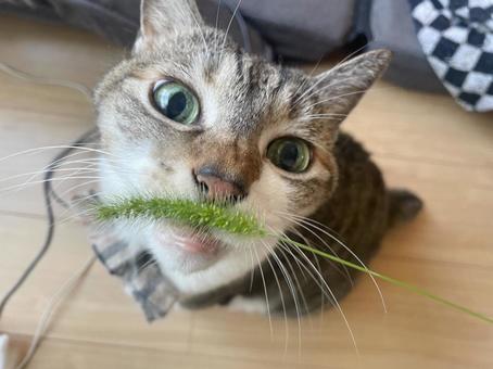 ねことねこじゃらし ねことねこじゃらしの写真