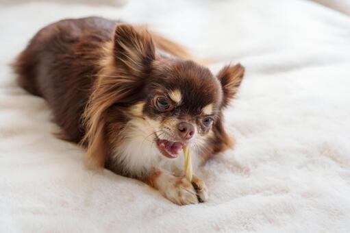 歯磨きガムをかむ犬 犬,チワワ,ガムの写真素材