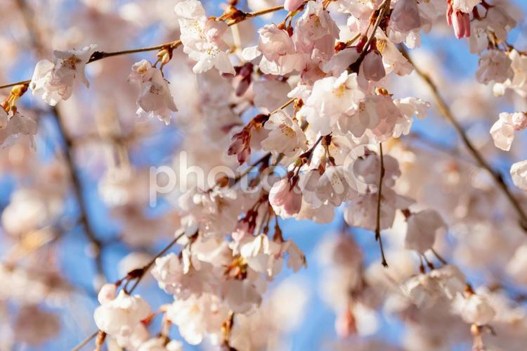 公園の桜(40) 花,サクラ,さくらの写真素材