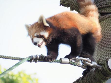 Red panda trying to cross the rope, JPG Red panda trying to cross the rope, JPG