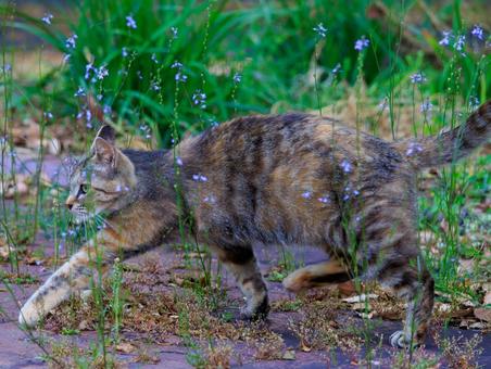 This is a stray cat I met at the seaside park., cat, stray cat, regional cat, JPG