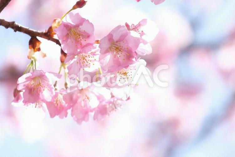 河津桜 桜,サクラ,さくらの写真素材