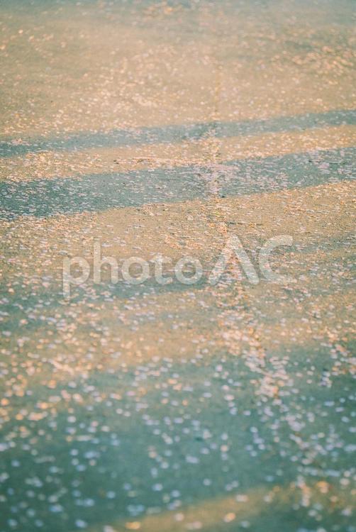 桜の絨毯 さくら 落ち葉　桜並木 桜,桜並木,春の写真素材