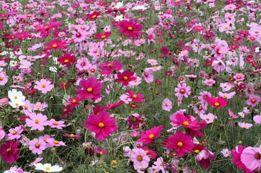 コスモスの写真