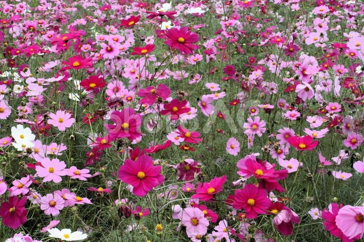 コスモス コスモス,秋桜,コスモス畑の写真素材