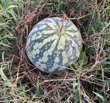 野生的なスイカの収穫前その3 野生的なスイカの収穫前その3 スイカ,果物,食べ物の写真素材