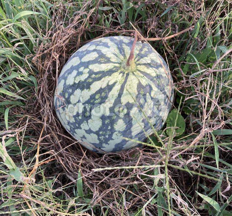 野生的なスイカの収穫前その３ スイカ,果物,食べ物の写真素材
