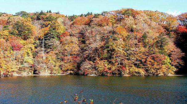 秋の塩原ダム湖&山の紅葉(那須塩原市) 秋の塩原ダム湖&山の紅葉(那須塩原市) 秋,塩原ダム湖,紅葉の写真素材