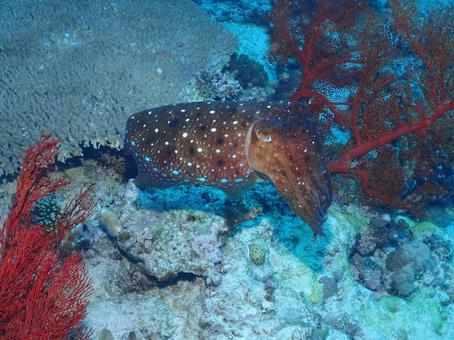 コブシメ 沖縄ダイビング,沖縄,海の写真素材