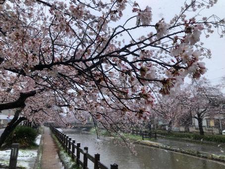 Cherry blossoms and snow, JPG Cherry blossoms and snow, JPG