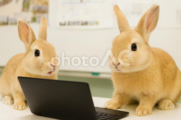 OJTをするウサギ 働く動物,ビジネスアニマル,うさぎの写真素材