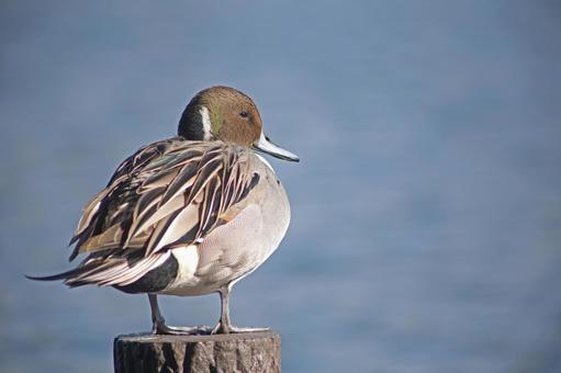 休憩するカルガモ 休憩するカルガモ 鴨,かるがも,池の写真素材
