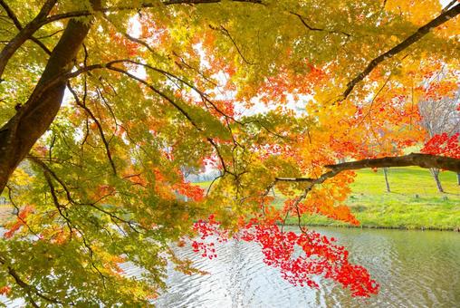 清水公園の紅葉 清水公園の紅葉,紅葉,清水公園の写真素材