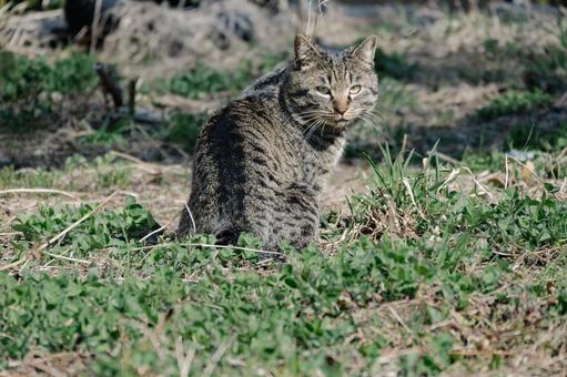 散歩中に遭遇した猫 散歩中に遭遇した猫の写真