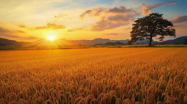 Rice fields illuminated by the setting sun, paddy field, ear rice, sunset, JPG
