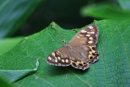 ヒメキマダラヒカゲ ヒメキマダラヒカゲ,ヒカゲチョウ,チョウの写真素材