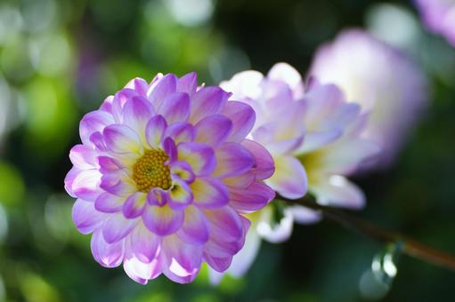 ダリア ダリア,天竺牡丹,紫色の写真素材