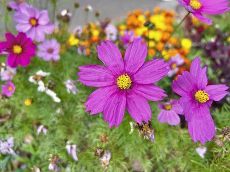 きれいなコスモス① コスモス,自然,濃いの写真素材