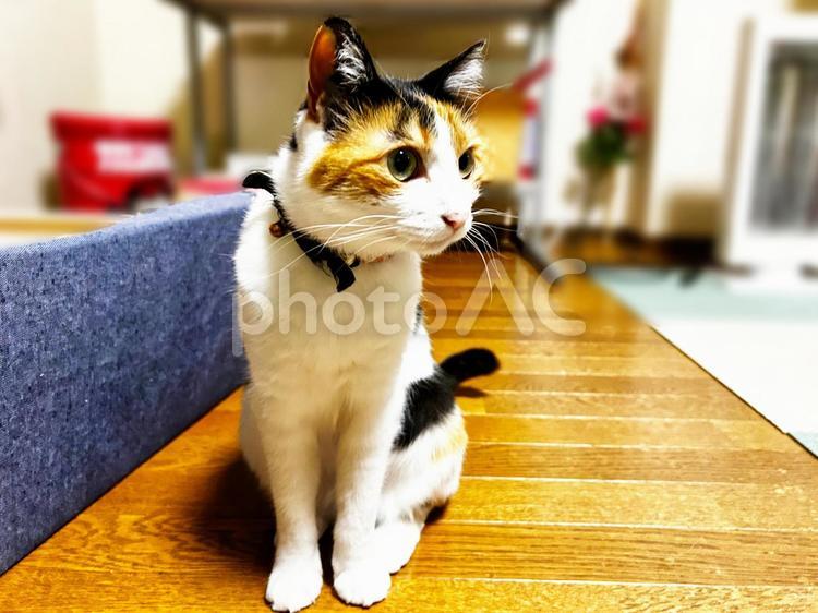 家族が帰って来て振り向く猫 三毛猫,calico,catの写真素材