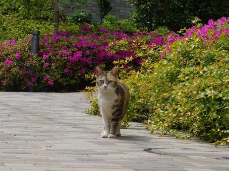 道端で佇む猫 道端で佇む猫の写真