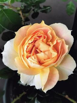 Photo, rose, lantern citroille, drew, 