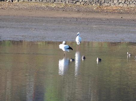 京都府南丹で見つけたコウノトリ 京都府南丹で見つけたコウノトリの写真