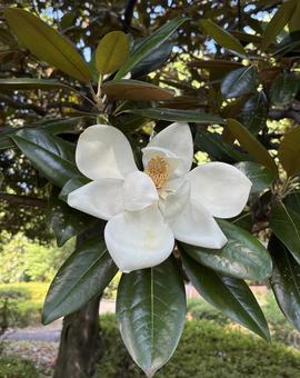 タイサンボク(泰山木) タイサンボク(泰山木) タイサンボク,花,夏の花の写真素材