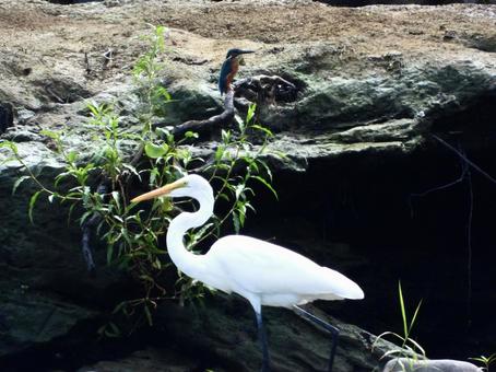 ダイサギとカワセミのいる風景の写真