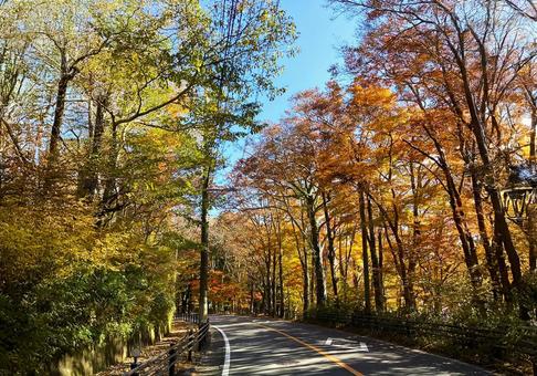 紅葉の道 紅葉の道 秋,自然,風景の写真素材