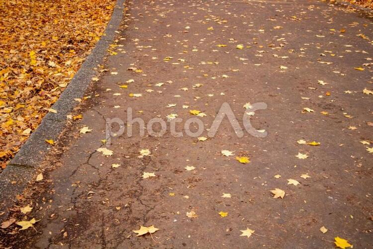 秋の風景、落ち葉とコンクリートの道 秋,道,落ち葉の写真素材