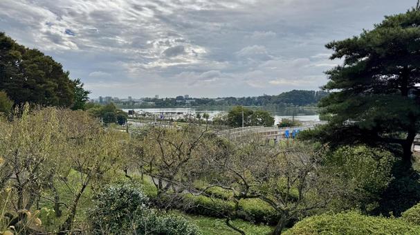 風景 偕楽園,庭園,庭の写真素材