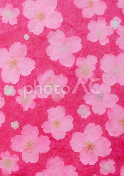 縦背景☆A4☆和紙☆かわいい桜クラフト クラフト,桜,縦の写真素材
