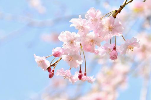 紅枝垂桜 紅枝垂桜 桜,紅枝垂,花の写真素材