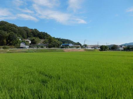 Photo, paddy field, field, rice, 