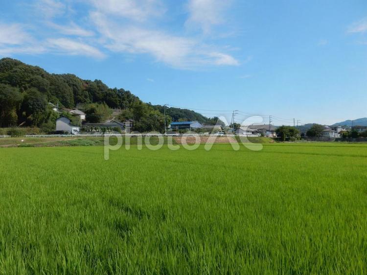 【風景写真】田んぼの様子 田んぼ,水田,田の写真素材
