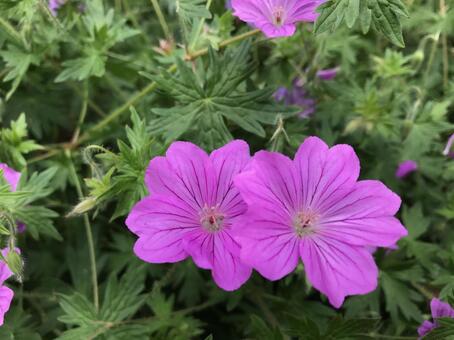 ピンクの花 ピンクの花の写真