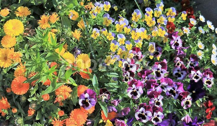 寄せ植えの花壇の春 パンジー,ビオラ,キンセンカの写真素材